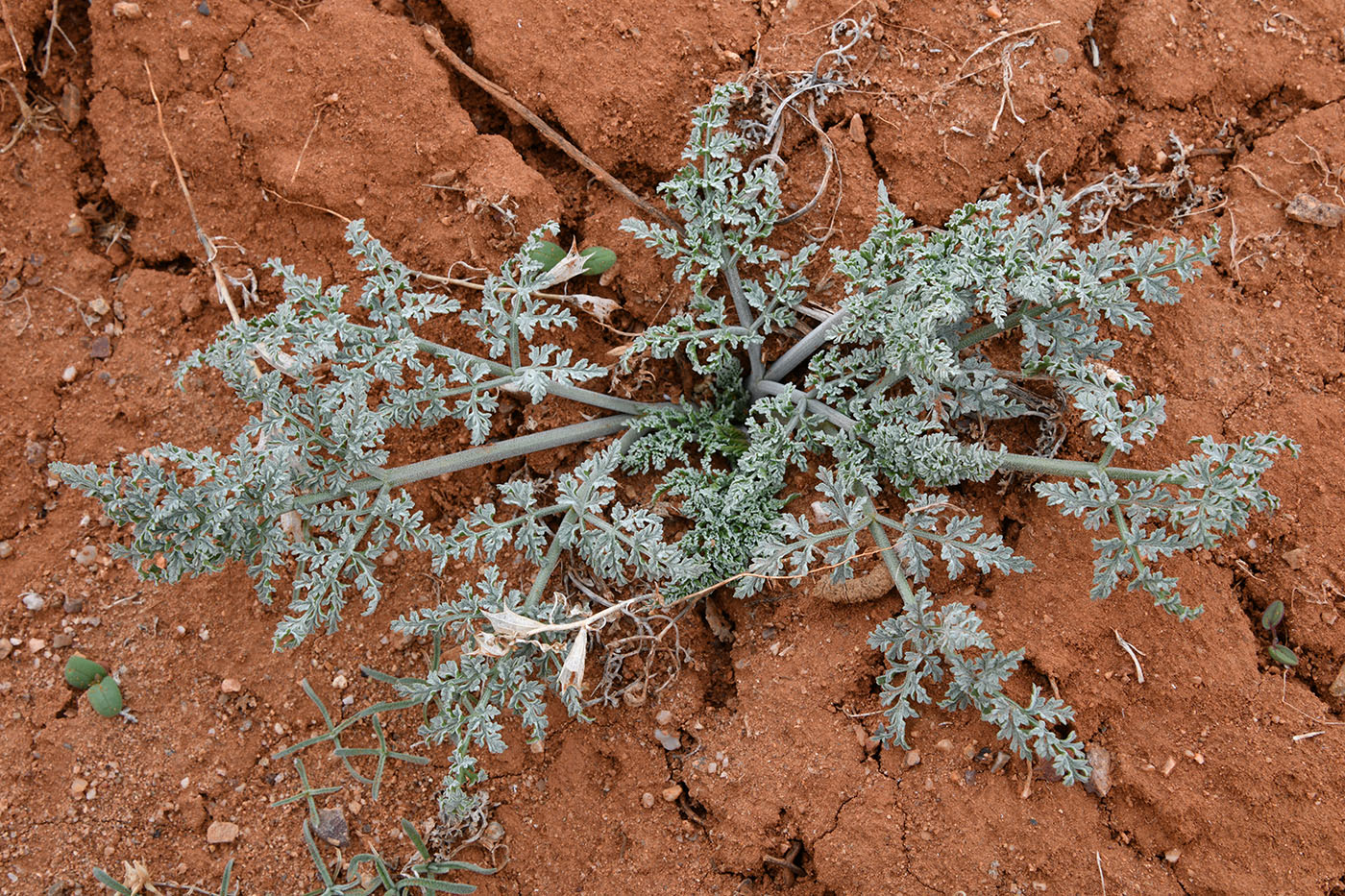 Image of Ferula iliensis specimen.