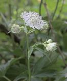 Astrantia major