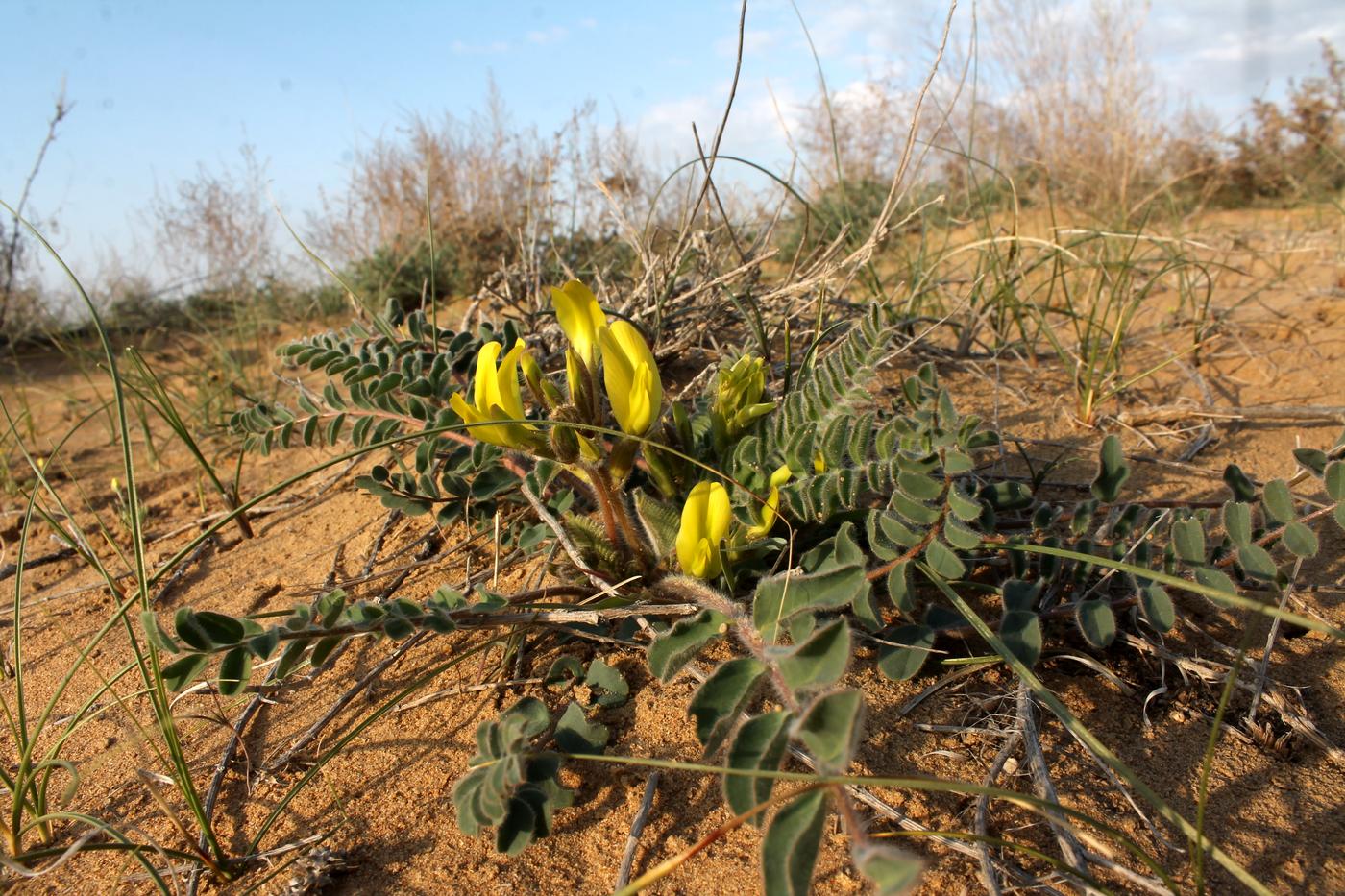 Изображение особи Astragalus longipetalus.