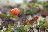 Rubus chamaemorus. Верхушка плодоносящего растения. Мурманская обл., окр. пос. Дальние Зеленцы, закустаренная (с Betula nana) лишайниковая тундра. 03.08.2022.