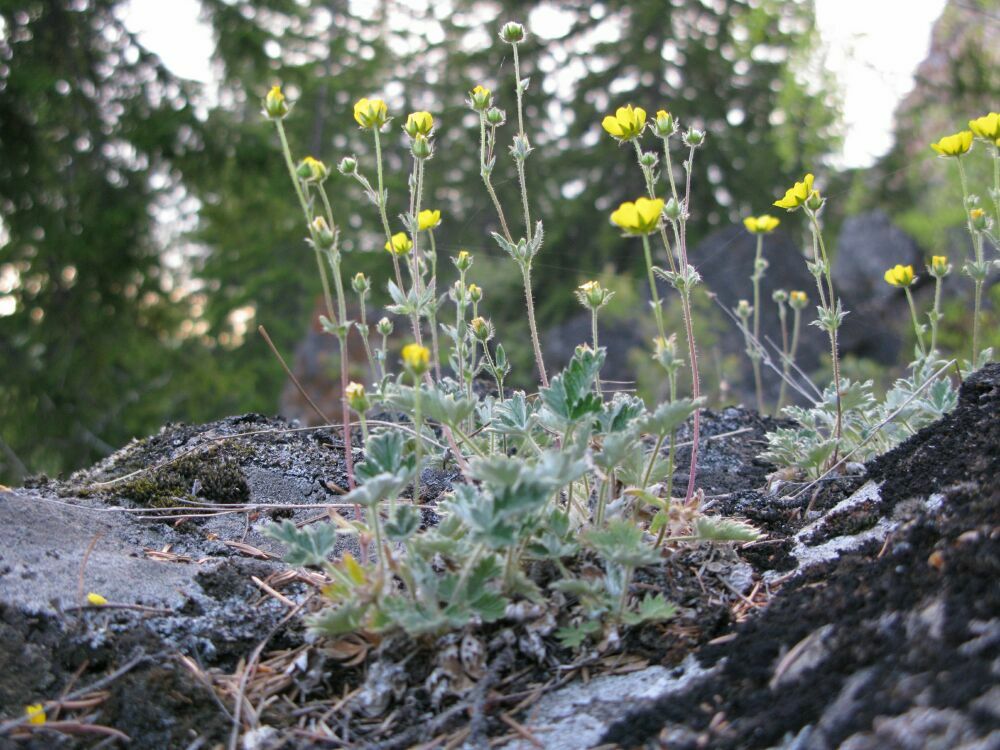 Image of Potentilla arenosa specimen.