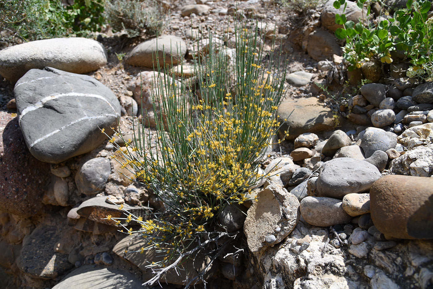 Image of Ephedra intermedia specimen.