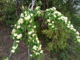 genus Cotoneaster