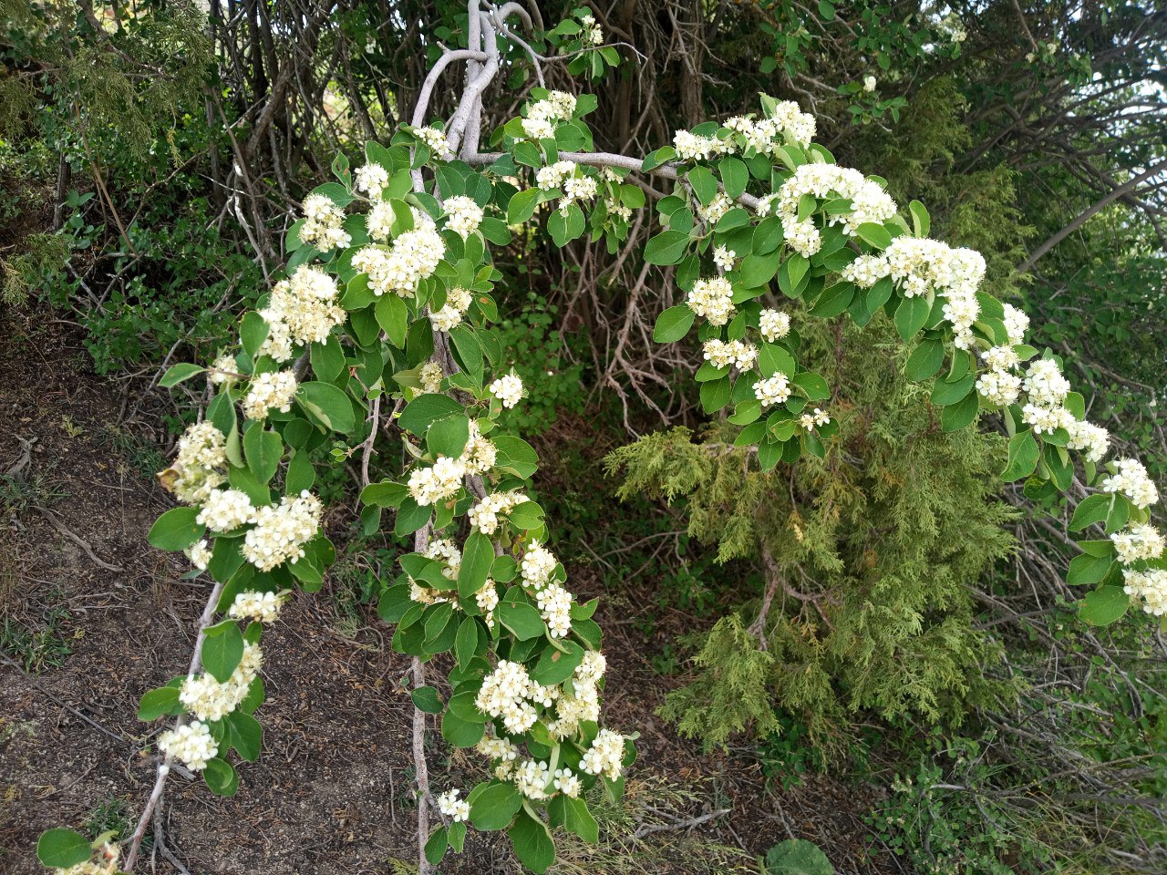 Изображение особи род Cotoneaster.