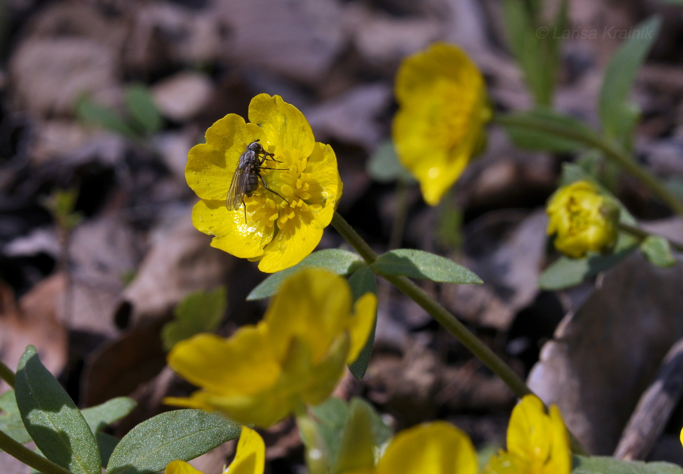 Image of Ranunculus franchetii specimen.