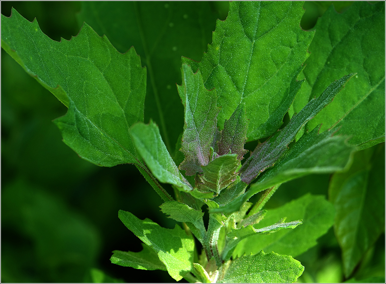 Изображение особи Chenopodium album.