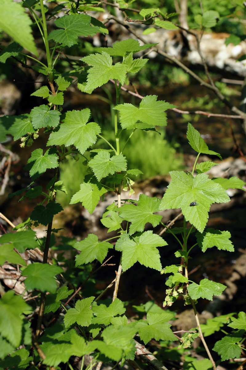 Изображение особи Ribes nigrum.