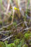 Utricularia intermedia