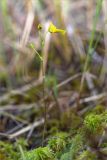 Utricularia intermedia. Цветущее растение на сфагнуме (Sphagnum). Мурманская обл., Кандалакшский р-н, Княжегубское вдхр., оз. Нотозеро, Листяные о-ва, небольшой заболоченный островок. 08.07.2023.