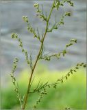 Artemisia campestris. Часть соцветия. Тверская обл., Ржевский р-н, р. Волга, окр. переката Рождественский. 2 августа 2010 г.