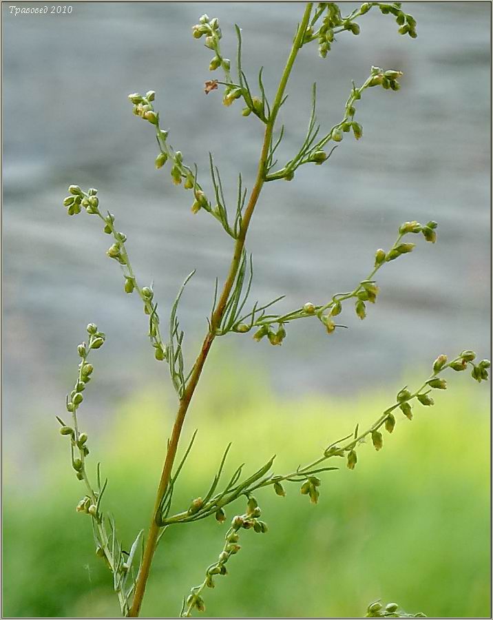 Изображение особи Artemisia campestris.