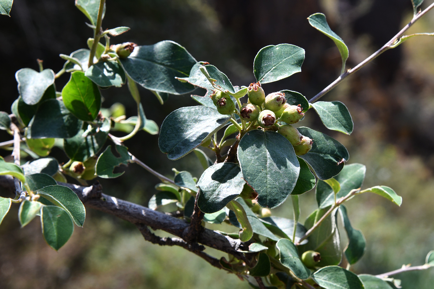 Image of genus Cotoneaster specimen.