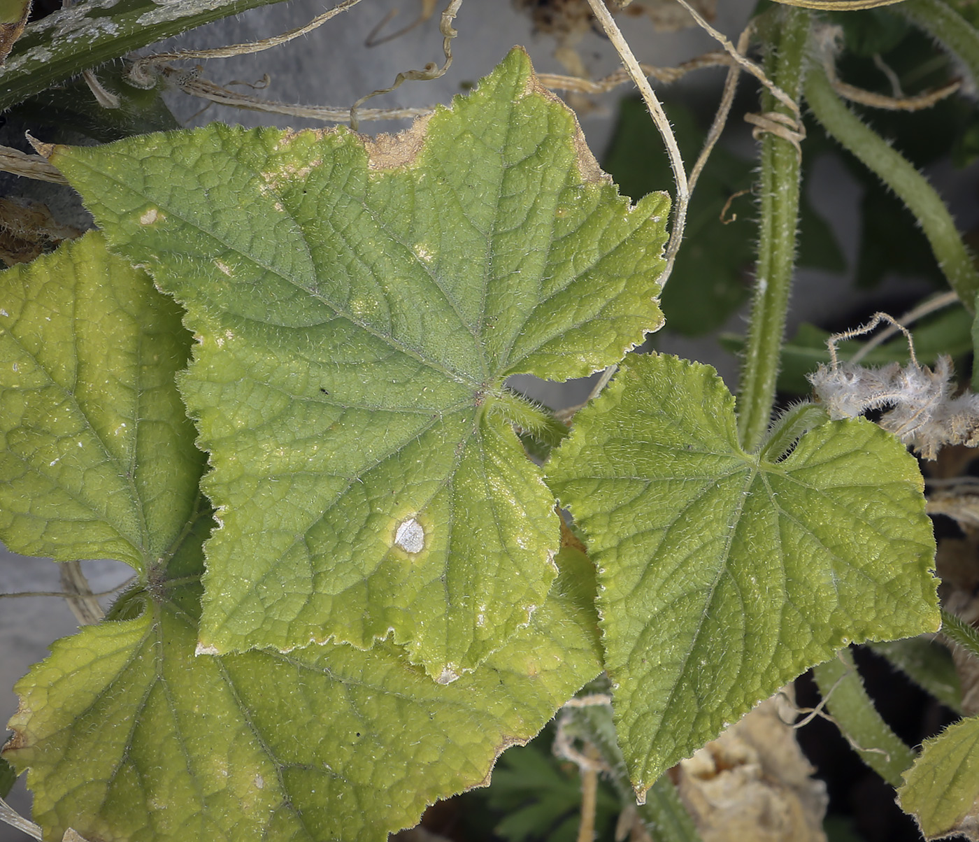 Изображение особи Cucumis sativus.