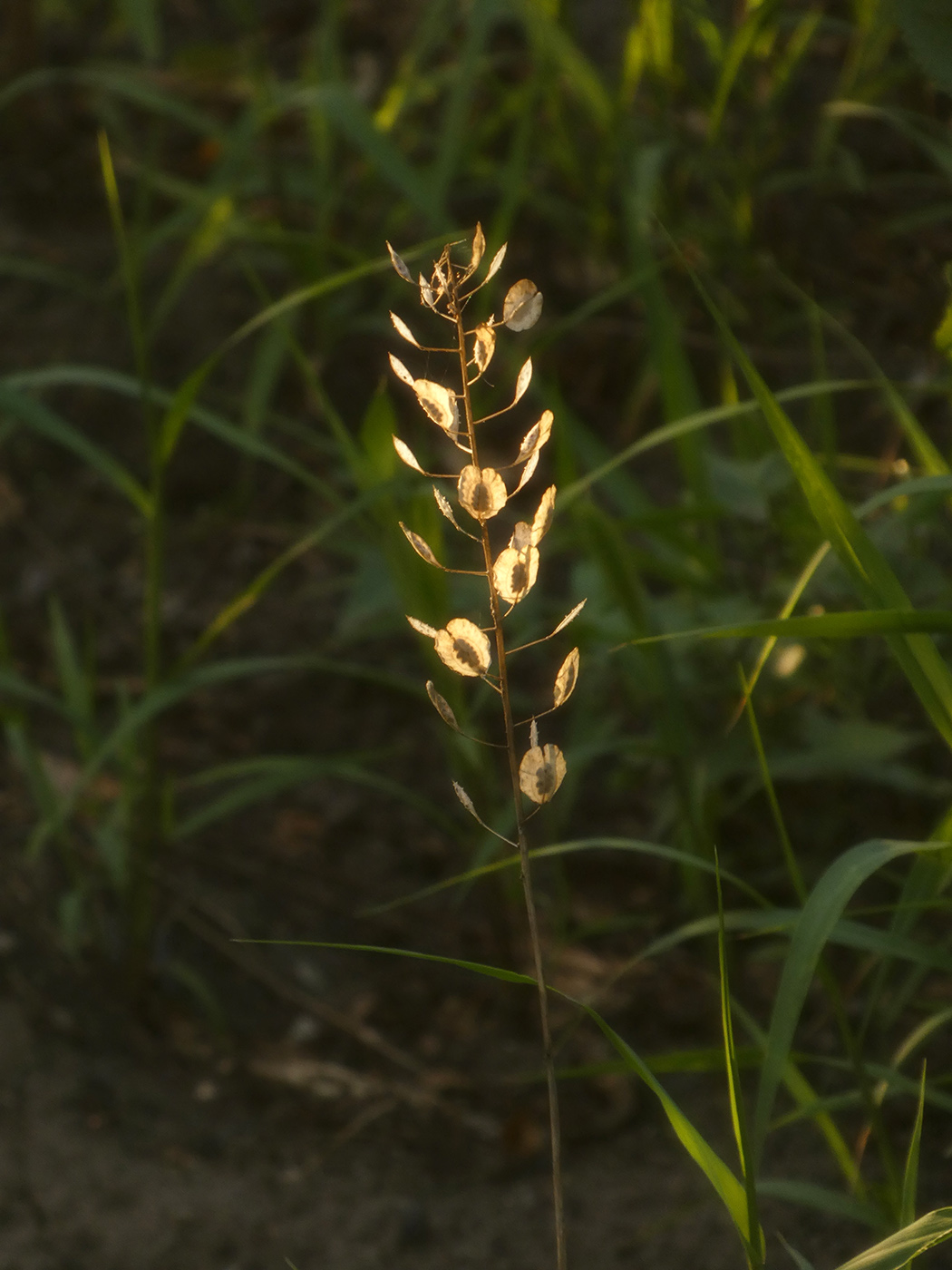 Image of Thlaspi arvense specimen.