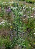 Cirsium vulgare