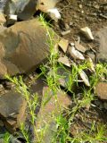 Artemisia dracunculus