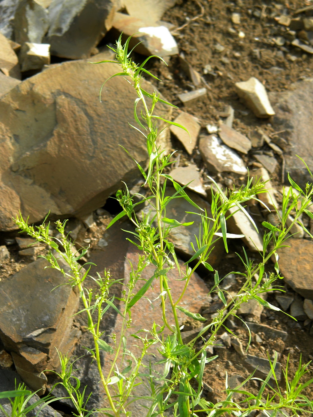 Изображение особи Artemisia dracunculus.