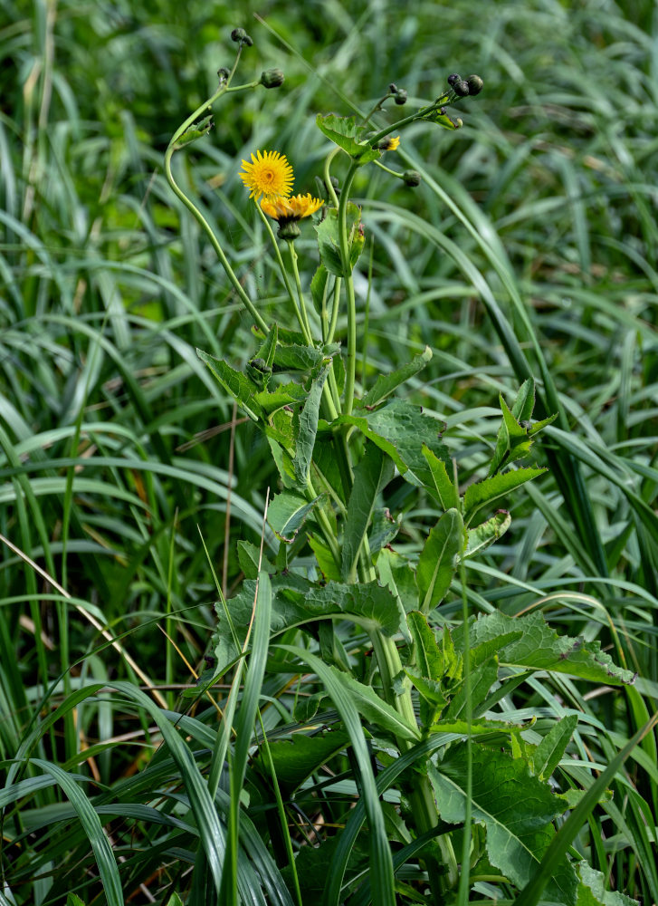 Image of Sonchus arvensis specimen.