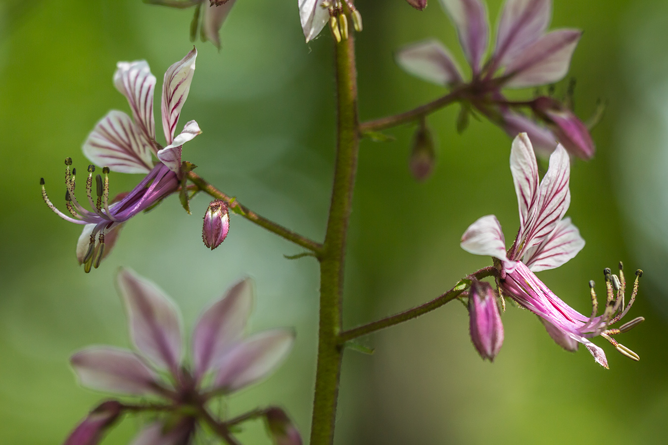 Изображение особи Dictamnus caucasicus.