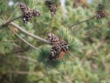 Pinus parviflora. Ветвь с шишками. Краснодар, парк \"Краснодар\", Японский сад, в культуре. 01.01.2024.