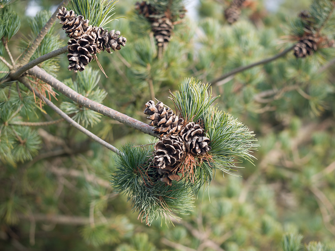 Image of Pinus parviflora specimen.