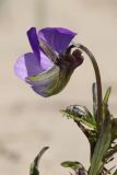 Viola maritima