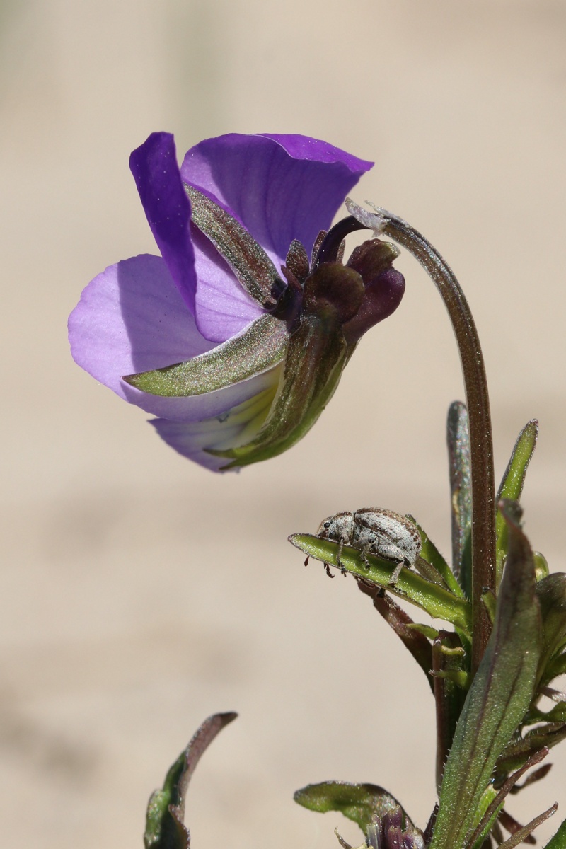 Image of Viola maritima specimen.