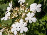 Viburnum opulus. Соцветие. Московская обл., Дмитровский р-н, берег канала им. Москвы, под большой елью рядом с велосипедной дорожкой. 14.06.2023.