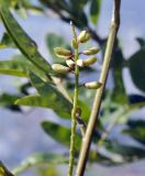 семейство Fabaceae. Развивающееся соцветие. Вьетнам, провинция Кханьхоа, г. Нячанг, гора Co Tien (Angel Mountain), склон с травяно-кустарниковой растительностью. 08.09.2023.