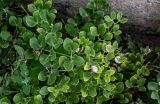 Zygophyllum fabago. Побеги вегетирующего растения с сидящими улитками. Дагестан, г. Дербент, каменистый склон. 30.07.2022.
