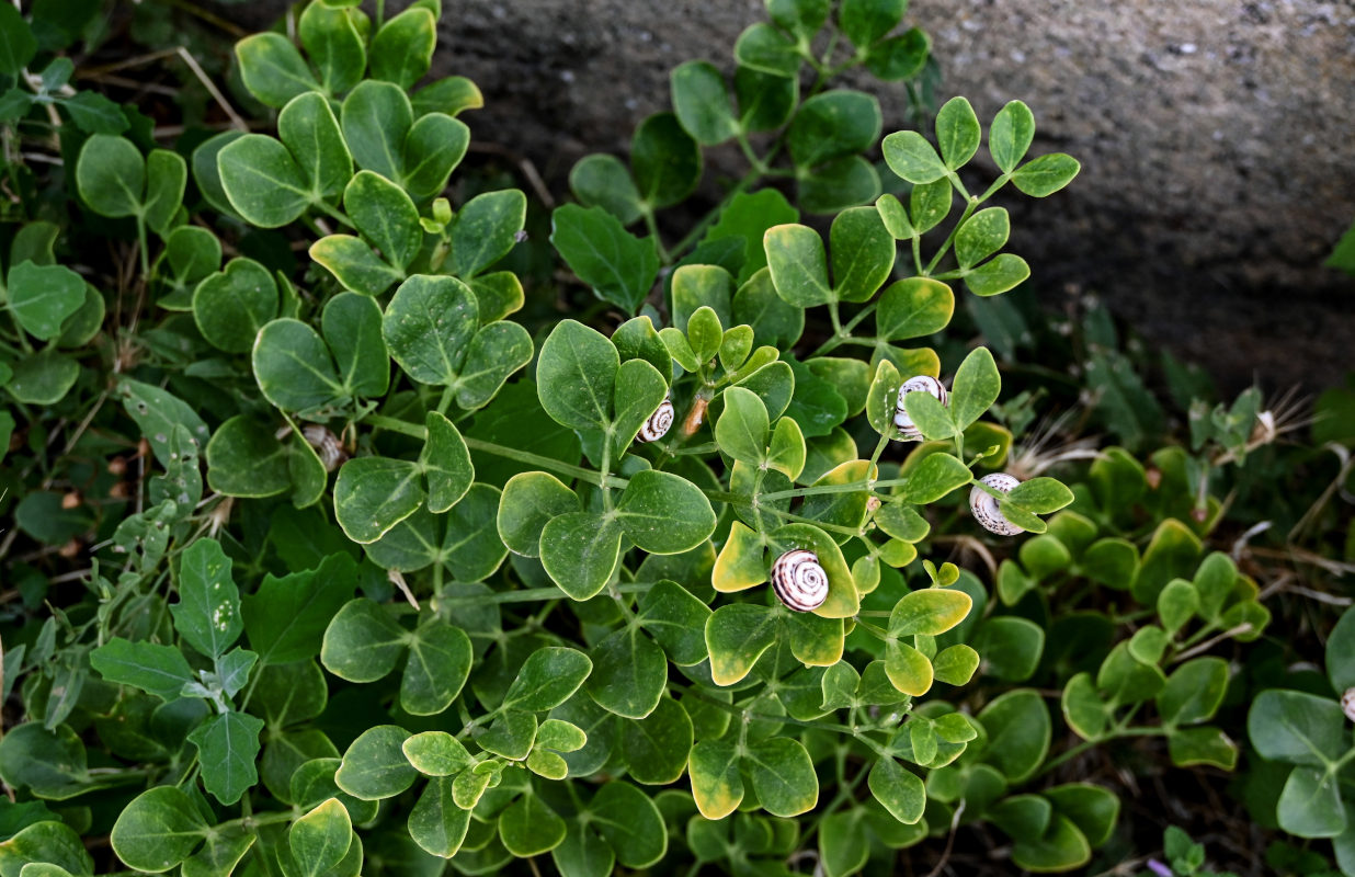 Image of Zygophyllum fabago specimen.