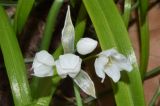 Allium paradoxum