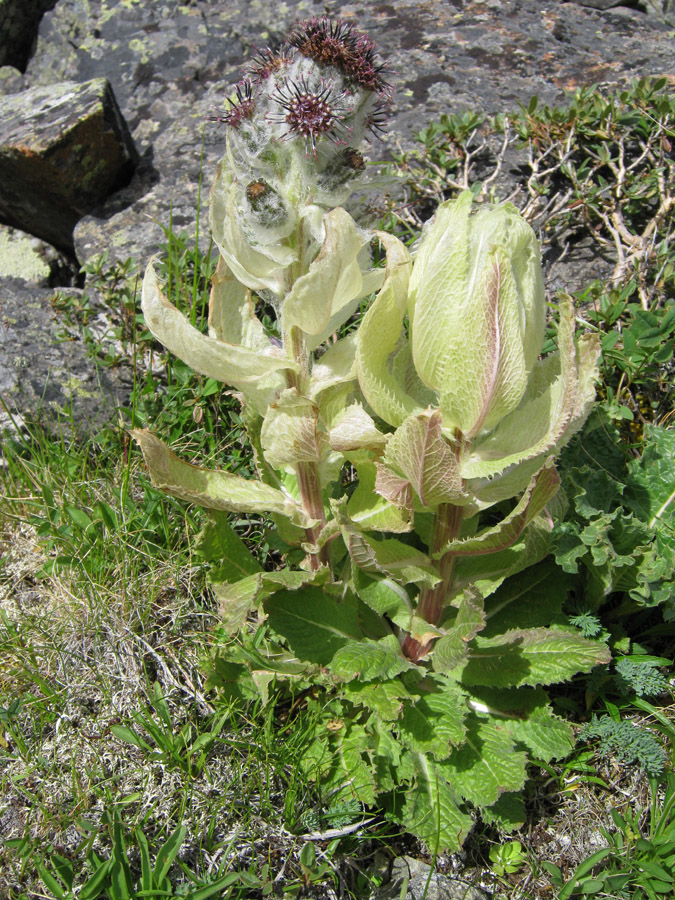 Image of Saussurea krasnoborovii specimen.