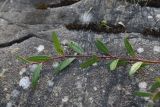 Salix elbursensis