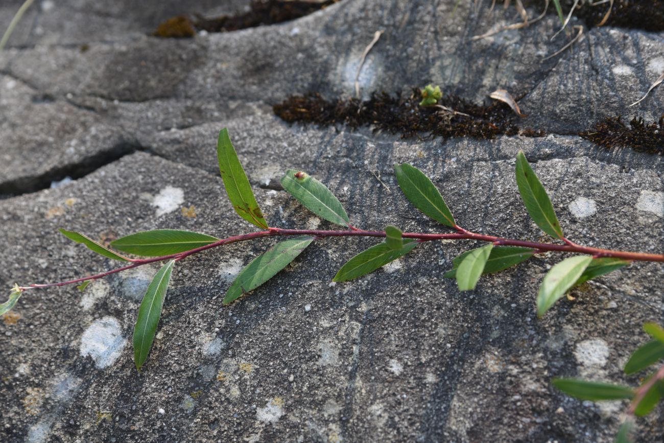 Image of Salix elbursensis specimen.