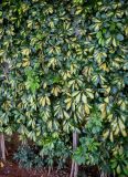 Heptapleurum arboricola