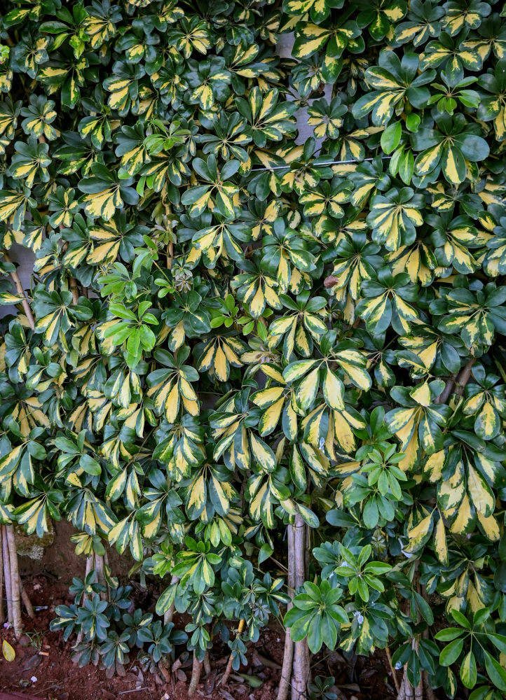 Изображение особи Heptapleurum arboricola.