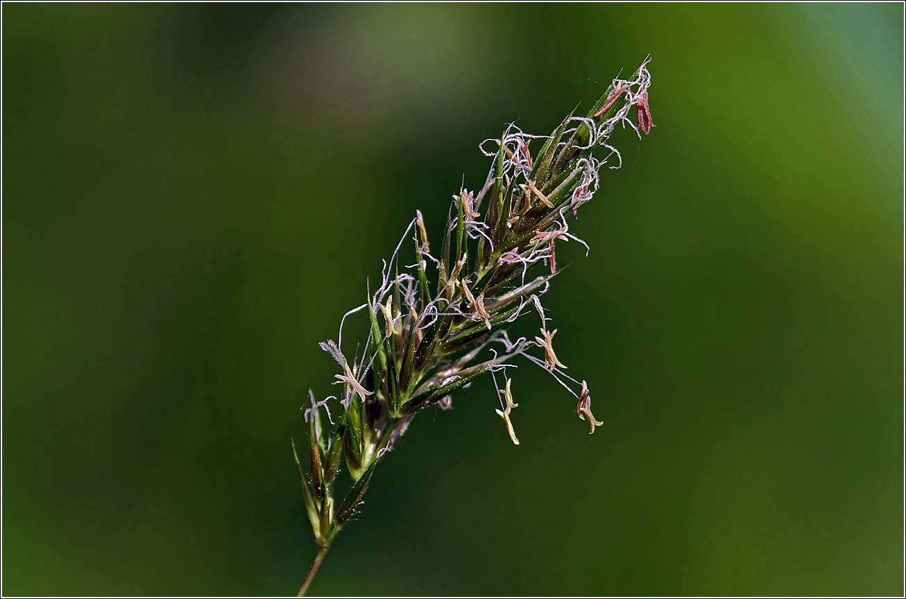 Image of Anthoxanthum odoratum specimen.