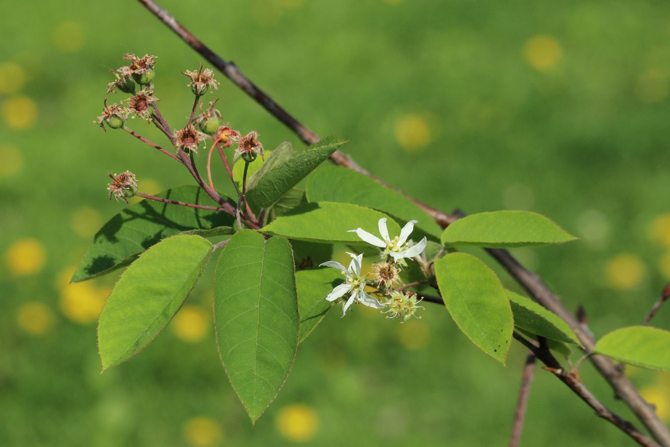 Изображение особи Amelanchier canadensis.