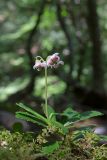 Chimaphila umbellata