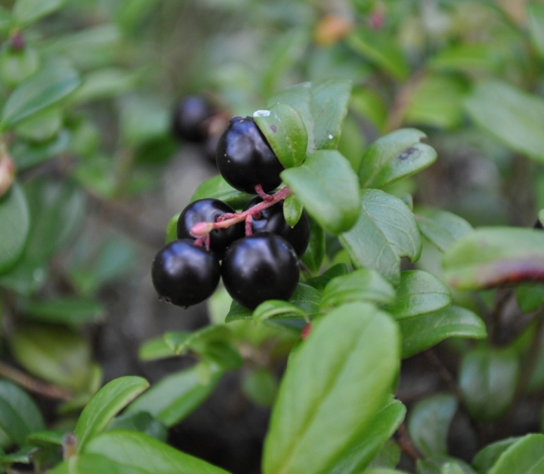 Image of Vaccinium vitis-idaea specimen.