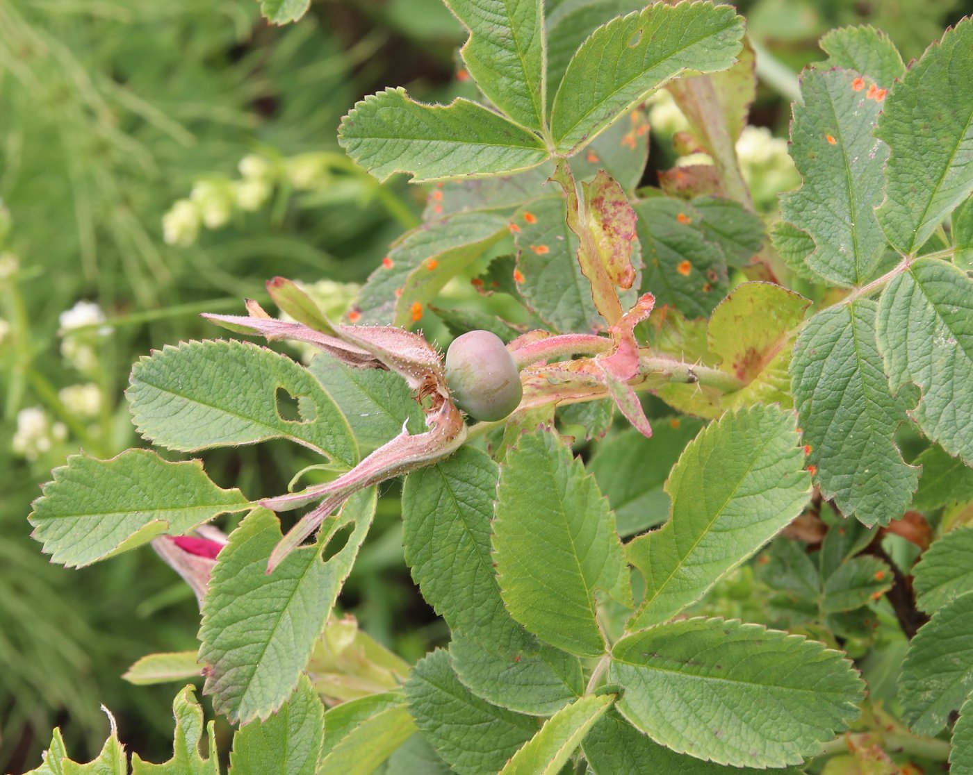 Изображение особи Rosa × majorugosa.