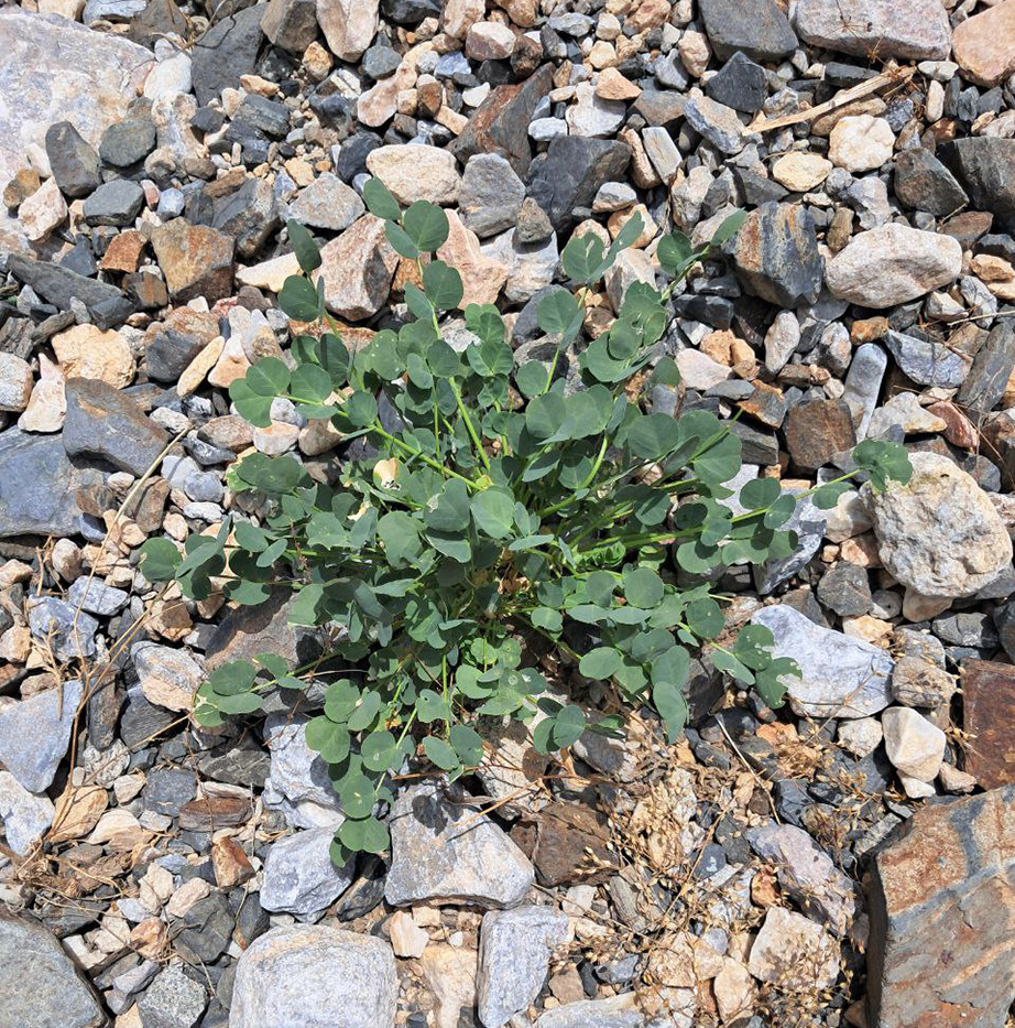 Image of Astragalus nuratensis specimen.