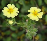 Potentilla astracanica