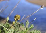 Anthemis maritima. Соплодие и верхушка сухого побега с корзинкой без семянок. Испания, Каталония, пров. Жирона, комарка Альт-Эмпорда, муниципалитет Сан-Педро-Пескадор, устье р. Вель (так же El Riuet), пляж Риуэт, подножие тылового склона дюны. 19.10.2024.