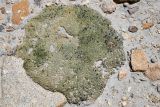 Acantholimon diapensioides