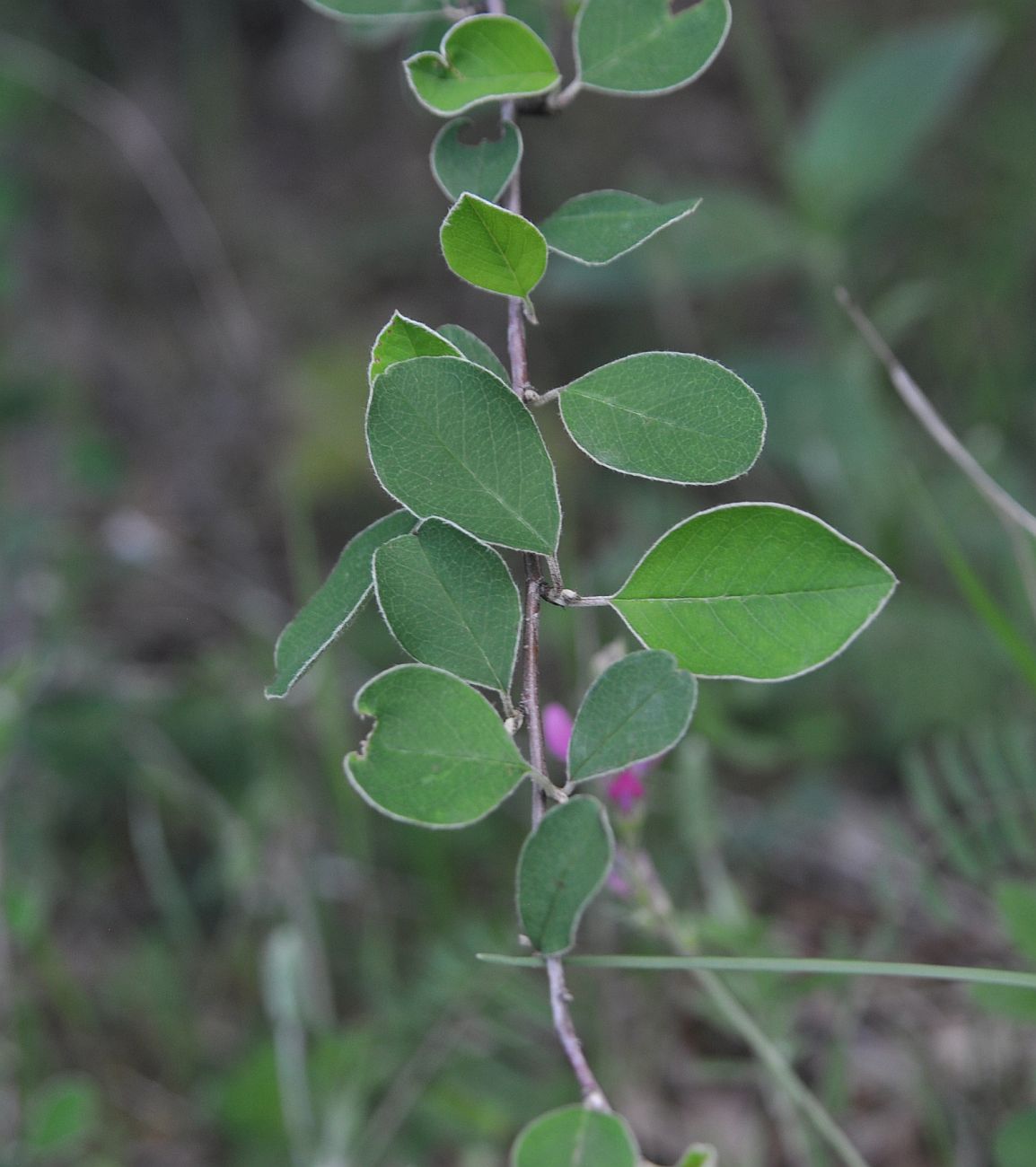 Image of Cotoneaster suavis specimen.