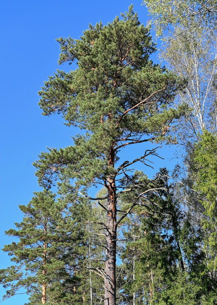 Изображение особи Pinus sylvestris.