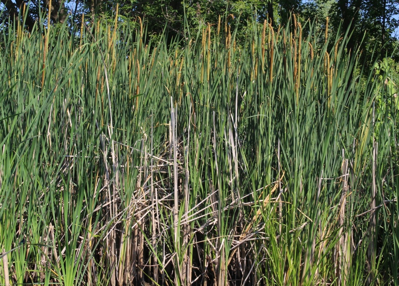 Image of Typha &times; glauca specimen.