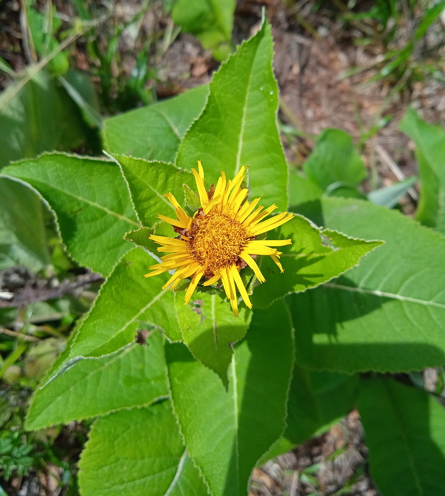 Изображение особи Inula helenium.